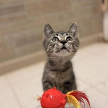 Mind Your Paws -  Domestic Short Hair Cat for Adoption in Davenport, Iowa - Mind Your Paws | PetCurious