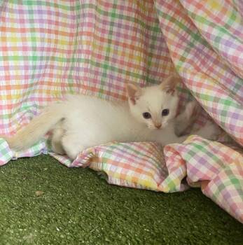 Flame -  Domestic Short Hair Cat for Adoption in Hopkinsville, Kentucky - Flame | PetCurious