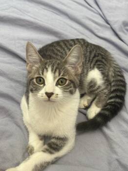 Churu -  Domestic Short Hair Cat for Adoption in Dallas, Texas - Churu | PetCurious