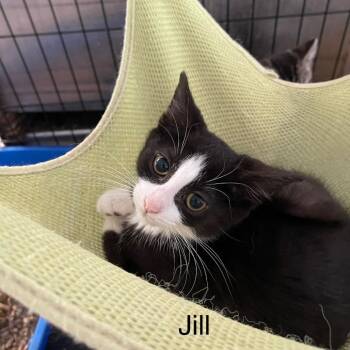 Jill -  Domestic Short Hair Cat for Adoption in Wappingers Falls, New York - Jill | PetCurious