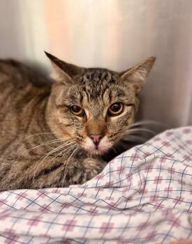 Min Min -  Domestic Short Hair Cat for Adoption in Disputanta, Virginia - Min Min | PetCurious