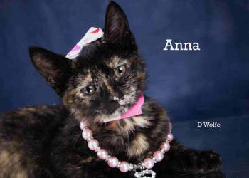 Anna -  Tortoiseshell Cat for Adoption in York, Nebraska - Anna | PetCurious