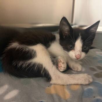 Lindy Lou -  Domestic Short Hair Cat for Adoption in Columbus, Georgia - Lindy Lou | PetCurious