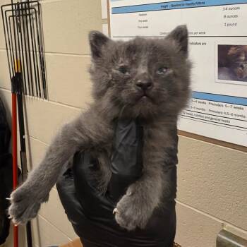 Domestic Short Hair Cats Available for Adoption in South Elgin, Illinois - Tater Tot | PetCurious
