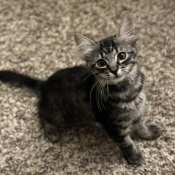Braveheart -  American Shorthair Cat for Adoption in Helena, Alabama - Braveheart | PetCurious