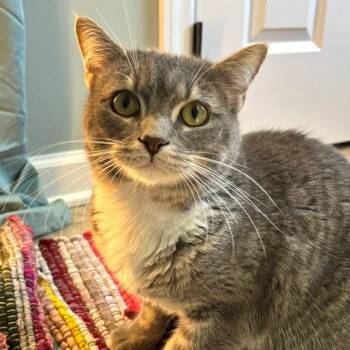 Desist -  Domestic Short Hair Cat for Adoption in Gibsonia, Pennsylvania - Desist | PetCurious