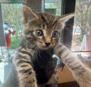 Timmy Jimmy -  Domestic Short Hair Cat for Adoption in Nashville, Tennessee - Timmy Jimmy | PetCurious