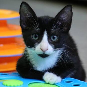 Salem -  Domestic Short Hair Cat for Adoption in Sarasota, Florida - Salem | PetCurious