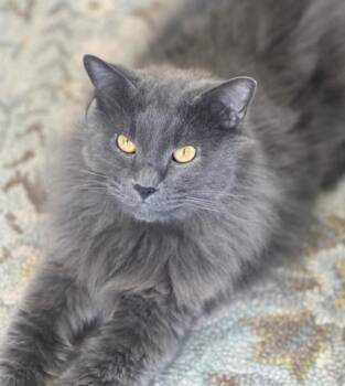 Maverick -  Maine Coon Cat for Adoption in Napa, California - Maverick | PetCurious