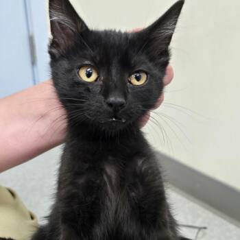 Ringo -  Domestic Medium Hair Cat for Adoption in Fort Bragg, California - Ringo | PetCurious