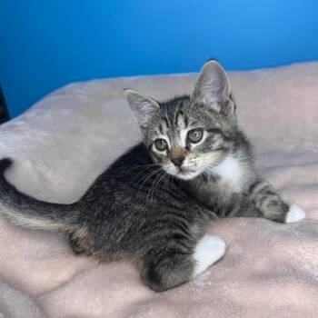 Tilly -  Domestic Short Hair Cat for Adoption in San Antonio, Texas - Tilly | PetCurious