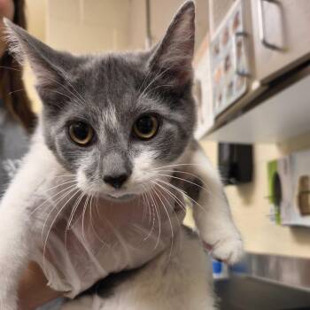 Grady -  Domestic Short Hair Cat for Adoption in Asheville, North Carolina - Grady | PetCurious