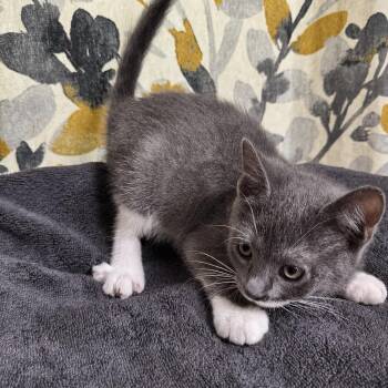 Domestic Short Hair Cats Available for Adoption in Bentonville, Arkansas - Penelope | PetCurious