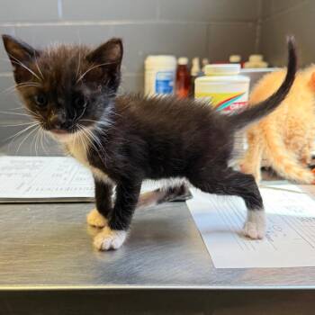TUSC-Stray-85595 -  Domestic Short Hair Cat for Adoption in Tuscaloosa, Alabama - TUSC-Stray-85595 | PetCurious