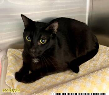 ANTONIO -  Domestic Short Hair Cat for Adoption in West Palm Beach, Florida - ANTONIO | PetCurious