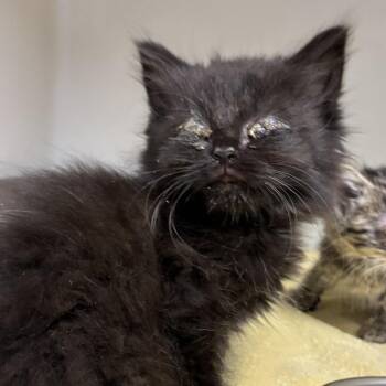 71381 -  Domestic Short Hair Cat for Adoption in Harrisonburg, Virginia - 71381 | PetCurious