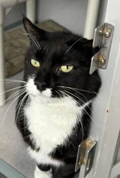 Marley -  Tuxedo Cat for Adoption in Lambertville, New Jersey - Marley | PetCurious