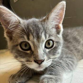 Tortellini -  Tabby and Domestic Short Hair Cat for Adoption in Sacramento, California - Tortellini | PetCurious