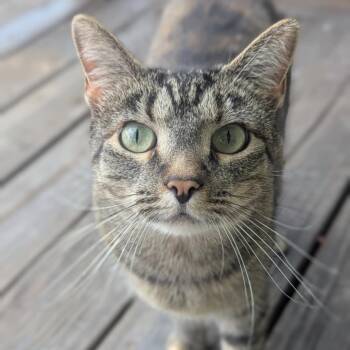 Rescue Domestic Short Hair Cats for Adoption in Thayne, Wyoming - Missy | PetCurious