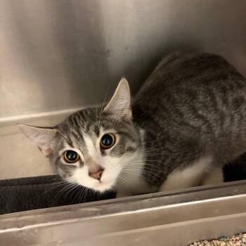 Jello -  Domestic Short Hair Cat for Adoption in Idaho Falls, Idaho - Jello | PetCurious