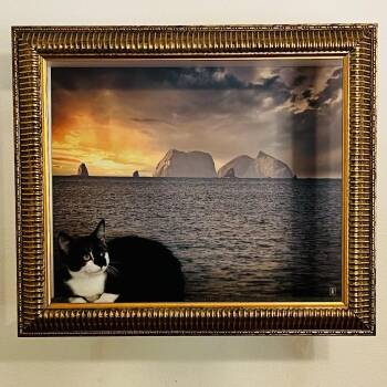 Vickie -  Tuxedo Cat for Adoption in Los Angeles, California - Vickie | PetCurious