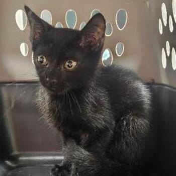 Rascal -  Domestic Short Hair Cat for Adoption in Starkville, Mississippi - Rascal | PetCurious