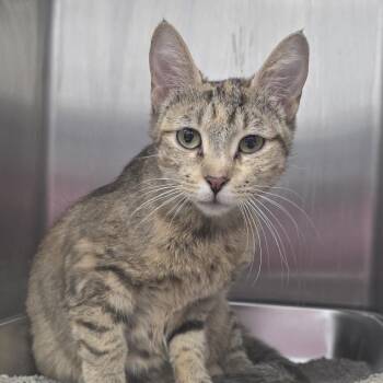 Domestic Short Hair Cats Available for Adoption in Fort Wayne, Indiana - Ginger | PetCurious