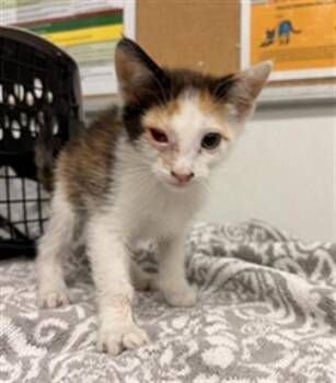 CROSTATA -  Domestic Short Hair Cat for Adoption in Camarillo, California - CROSTATA | PetCurious