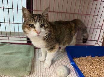 Rescue Domestic Short Hair Cats for Adoption in Mckinleyville, California - GERTIE | PetCurious
