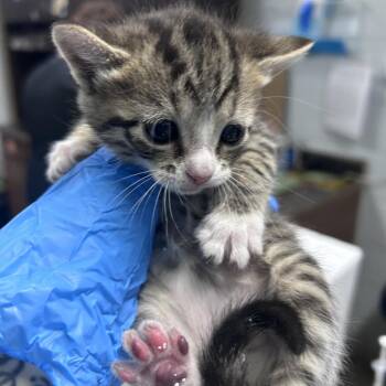 Domestic Short Hair Cats Available for Adoption in Summerville, South Carolina - Flower | PetCurious