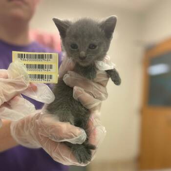 Rain -  Domestic Medium Hair Cat for Adoption in Charleston, West Virginia - Rain | PetCurious
