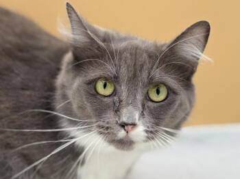 Herjo -  Domestic Medium Hair Cat for Adoption in Portland, Oregon - Herjo | PetCurious