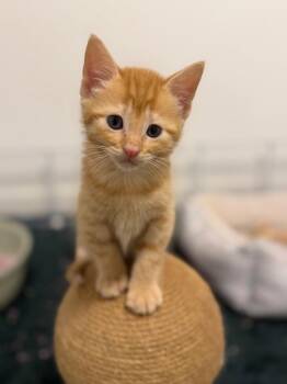Domestic Short Hair Cats Available for Adoption in Calgary, Alberta - Chili | PetCurious
