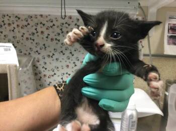 A1934925 -  Domestic Short Hair Cat for Adoption in Riverside, California - A1934925 | PetCurious
