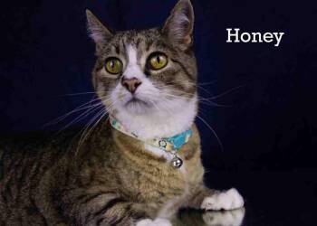 Rescue Tabby Cats for Adoption in York, Nebraska - Honey | PetCurious