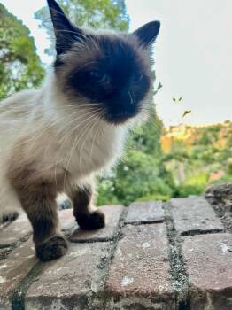 Rescue Siamese Cats for Adoption in Beverly Hills, California - Cindy | PetCurious