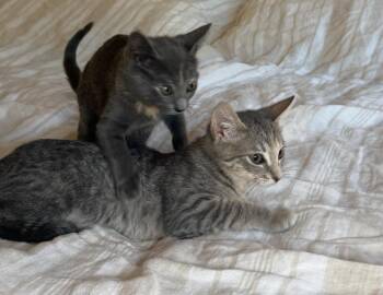 Rescue Domestic Short Hair Cats for Adoption in Boca Raton, Florida - Joy & Merry - BONDED SISTERS | PetCurious