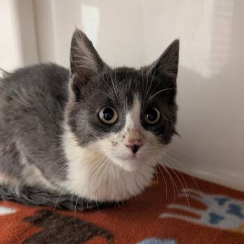 Forge -  Domestic Short Hair Cat for Adoption in Watertown, New York - Forge | PetCurious