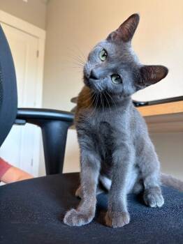 Ho Ho -  Domestic Short Hair Cat for Adoption in Fort Collins, Colorado - Ho Ho | PetCurious