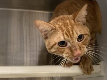BENITO -  Domestic Short Hair Cat for Adoption in Tustin, California - BENITO | PetCurious