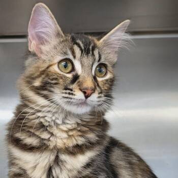 Domestic Long Hair Cats Available for Adoption in Medford, Oregon - Gabby | PetCurious