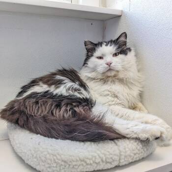 Domestic Long Hair Cats Available for Adoption - Roosevelt C1 | PetCurious