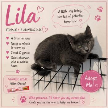 Lila -  Domestic Short Hair Cat for Adoption in Salamanca, New York - Lila | PetCurious