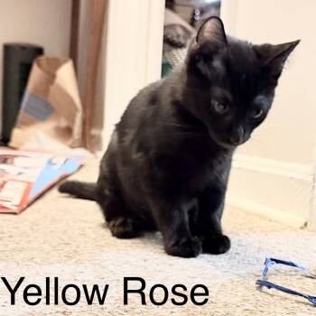Yellow Roses -  Domestic Short Hair Cat for Adoption in Fredericksburg, Virginia - Yellow Roses | PetCurious