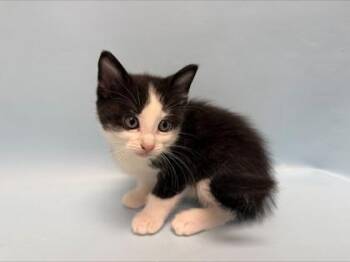 Scorpion -  Domestic Short Hair Cat for Adoption in Woodbury, Minnesota - Scorpion | PetCurious