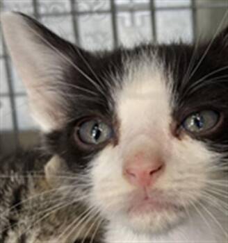 Domestic Short Hair Cats Available for Adoption in Dallas, Texas - KERMIT | PetCurious
