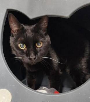 Philly -  Domestic Short Hair Cat for Adoption in Butte, Montana - Philly | PetCurious