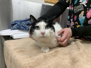 KRATOS -  Domestic Short Hair Cat for Adoption in Fairbanks, Alaska - KRATOS | PetCurious