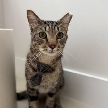 Domestic Short Hair Cats Available for Adoption in South Miami, Florida - Smiley | PetCurious