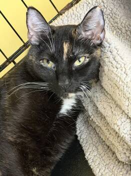 Domestic Short Hair Cats Available for Adoption in Broomall, Pennsylvania - Sabi | PetCurious
